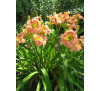 Лілейник, гемерокаліс  Елегант Кенді (HEMEROCALLIS Elegant Candy)